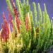 2832_9354_Calluna_Trio_kanarbik_2.jpg