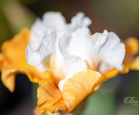 Iris_germanica_Pumpkin_Cheesecake_aed.iiris.jpg
