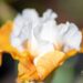 Iris_germanica_Pumpkin_Cheesecake_aed.iiris.jpg