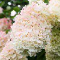 2994_6413_Hydrangea_paniculata_Vanille_Fraise_.jpg