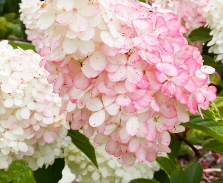 2994_7300_Hydrangea_paniculata_Vanille_Fraise_3.JPG