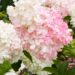 2994_7300_Hydrangea_paniculata_Vanille_Fraise_3.JPG