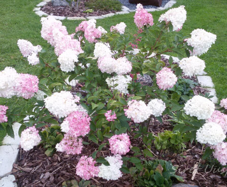 2994_7301_Hydrangea_paniculata_Vanille_Fraise_4.JPG