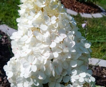 2994_7302_Hydrangea_paniculata_Vanille_Fraise.JPG