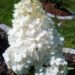 2994_7302_Hydrangea_paniculata_Vanille_Fraise.JPG