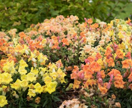3013_6401_Antirrhinum_Twinny_mix_2.jpg