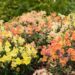 3013_6401_Antirrhinum_Twinny_mix_2.jpg