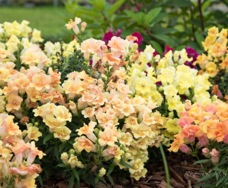 3013_6402_Antirrhinum_Twinny_mix.jpg