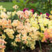 3013_6402_Antirrhinum_Twinny_mix.jpg