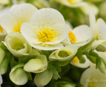 3016_8202_Begonia_elatior_Sunny_Side_Up_White_2.JPG