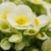 3016_8202_Begonia_elatior_Sunny_Side_Up_White_2.JPG