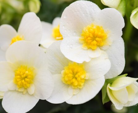 3016_8203_Begonia_elatior_Sunny_Side_Up_White_4.JPG