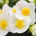 3016_8203_Begonia_elatior_Sunny_Side_Up_White_4.JPG