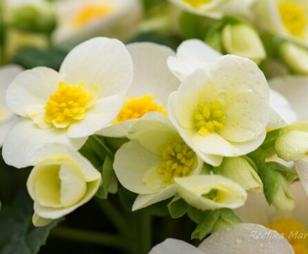 3016_8204_Begonia_elatior_Sunny_Side_Up_White_3.JPG