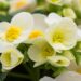 3016_8204_Begonia_elatior_Sunny_Side_Up_White_3.JPG