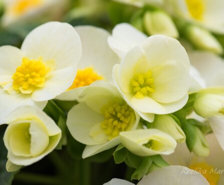 3016_8206_Begonia_elatior_Sunny_Side_Up_White.JPG