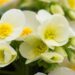 3016_8206_Begonia_elatior_Sunny_Side_Up_White.JPG