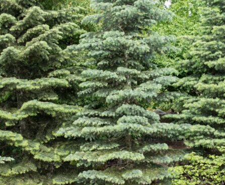 265_8503_Abies_concolor_Glauca.JPG