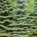 265_8503_Abies_concolor_Glauca.JPG