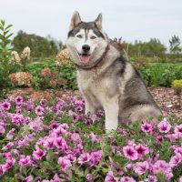 3028_6397_Petunia_cultivars_AlpeTunia_Pink_Vein_.jpg