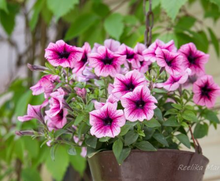 3028_7524_Petunia_cultivars_AlpeTunia_Pink_Vein_.JPG