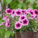3028_7524_Petunia_cultivars_AlpeTunia_Pink_Vein_.JPG
