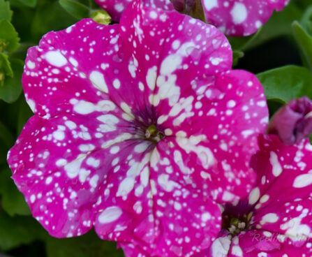 3029_6316_Petunia_hybrida_Baby_Doll__2.jpg