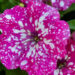 3029_6316_Petunia_hybrida_Baby_Doll__2.jpg