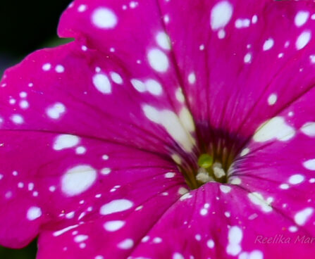 3029_6317_Petunia_hybrida_Baby_Doll_.jpg