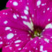 3029_6317_Petunia_hybrida_Baby_Doll_.jpg