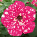 3029_9551_PET_PegasusSpecial_PinkSplash_464611.jpg
