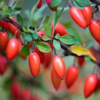 268_9718_Berberis_thunbergii_Green_Carpet_thunbergi_kukerpuu_2.jpg