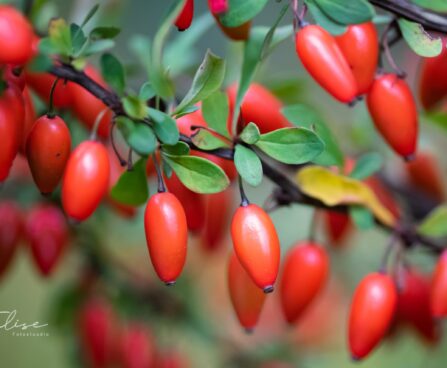 268_9718_Berberis_thunbergii_Green_Carpet_thunbergi_kukerpuu_2.jpg