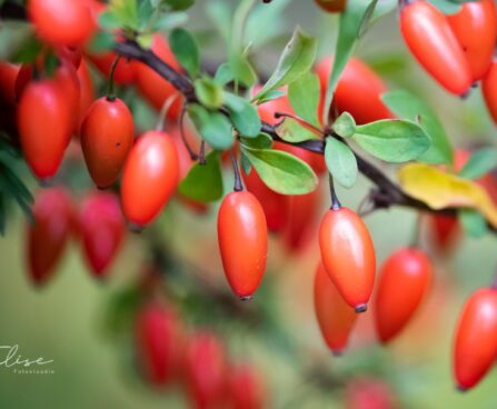 268_9719_Berberis_thunbergii_Green_Carpet_thunbergi_kukerpuu.jpg