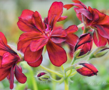 3164_7636_Pelargonium_x_peltatum_Royal.JPG