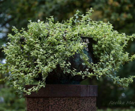 3165_8042_Helichrysum_petiolare_Variegata.jpg