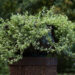 3165_8042_Helichrysum_petiolare_Variegata.jpg