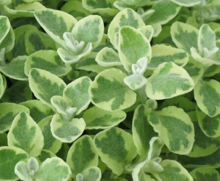 3165_8123_HEL_Variegata_447670.jpg