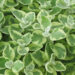 3165_8123_HEL_Variegata_447670.jpg