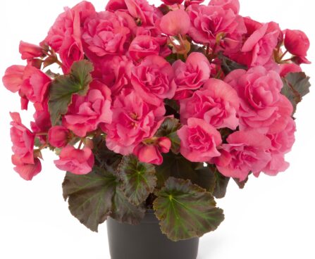 3166_8117_BEG_Sunpleasure_Pink_406825.jpg