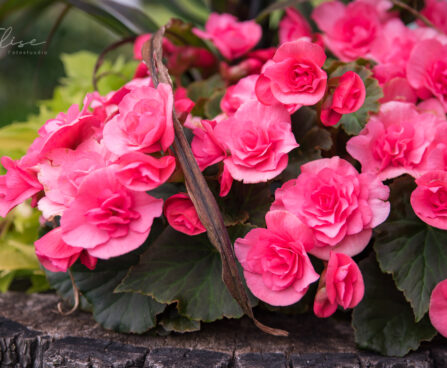 3166_8942_Begonia_x_elatiorSunpleasure_Pink_2.JPG