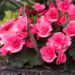 3166_8942_Begonia_x_elatiorSunpleasure_Pink_2.JPG