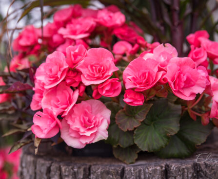 3166_8943_Begonia_x_elatiorSunpleasure_Pink.JPG