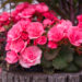 3166_8943_Begonia_x_elatiorSunpleasure_Pink.JPG