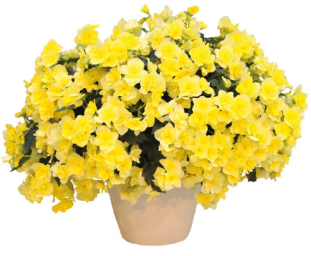 3167_8116_BEG_Sunpleasure_Yellow_406845.jpg