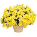 3167_8116_BEG_Sunpleasure_Yellow_406845.jpg