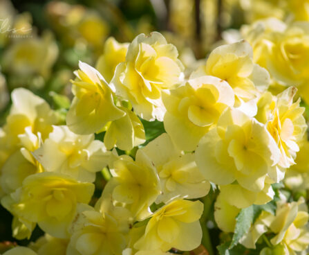 3167_9238_Begonia_x_elatiorSunpleasure_Yellow.JPG