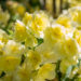 3167_9238_Begonia_x_elatiorSunpleasure_Yellow.JPG