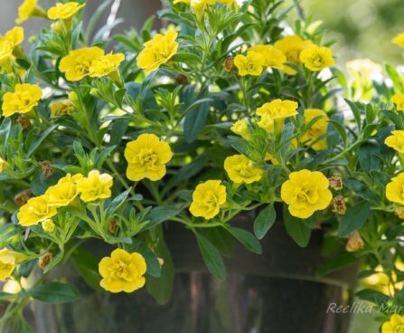3169_8545_Calibrachoa_MiniFamous_Neo_Double_Yellow.JPG