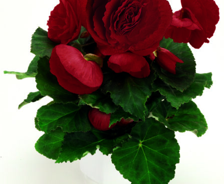 3170_8103_Begonia_Fortune_Deep_Red.jpg